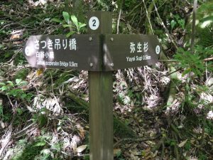 白谷雲水峡 標識が立っているので弥生杉の矢印の方向へ