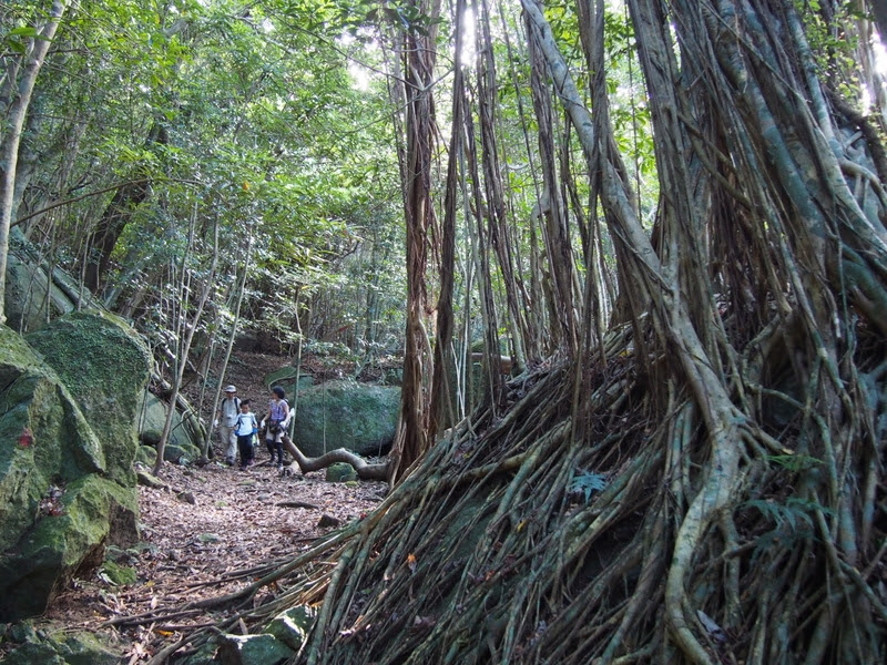 屋久島　西部林道照葉樹の森