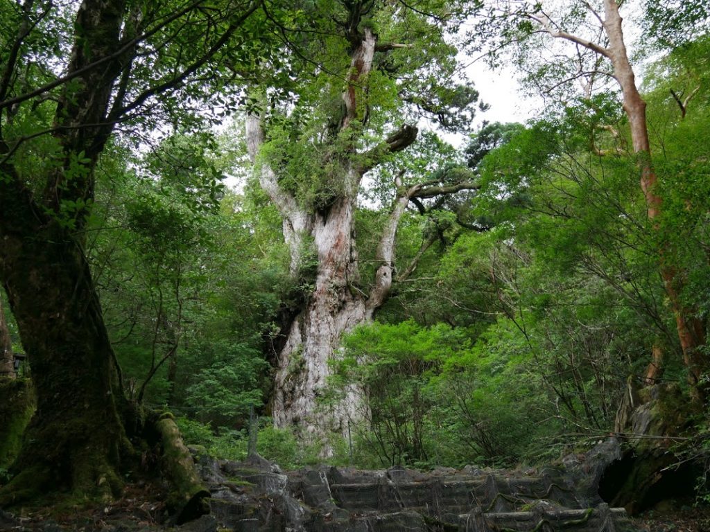 屋久島　縄文杉