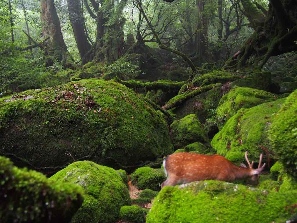 屋久島　白谷雲水峡