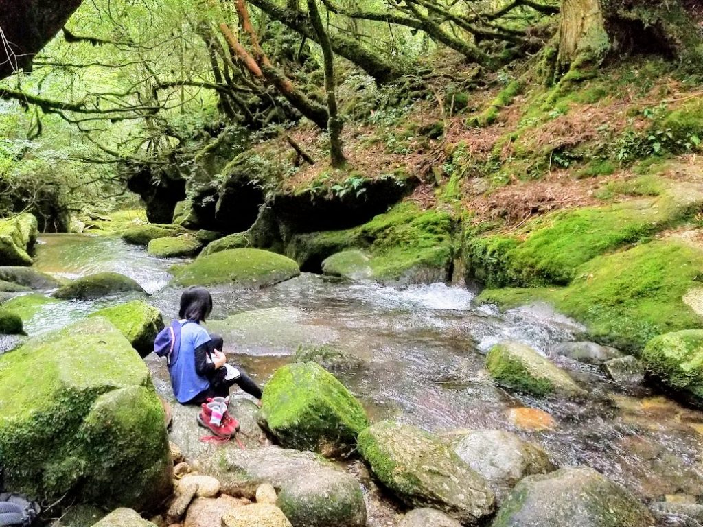 白谷雲水峡　奉行杉コース　沢