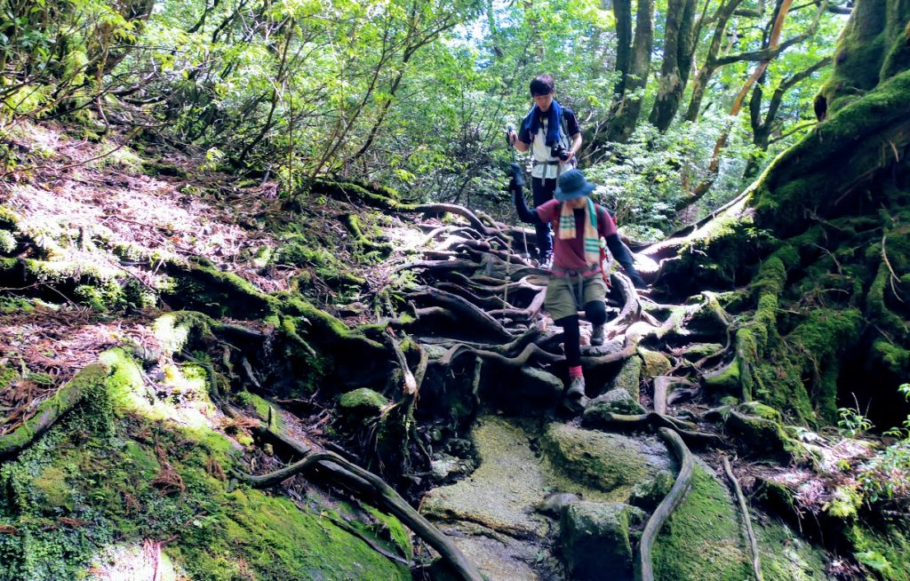 縄文杉手前の森 世界遺産エリア