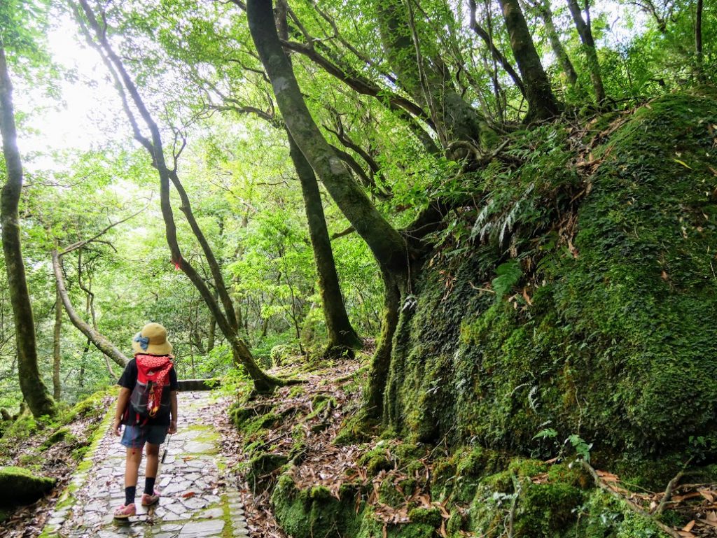 白谷雲水峡　弥生杉コース