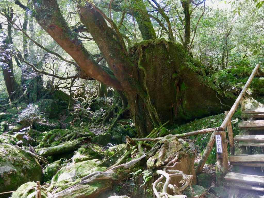 白谷雲水峡　苔むす森