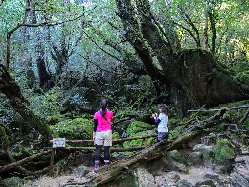 白谷雲水峡　苔むす森（もののけ姫の森）