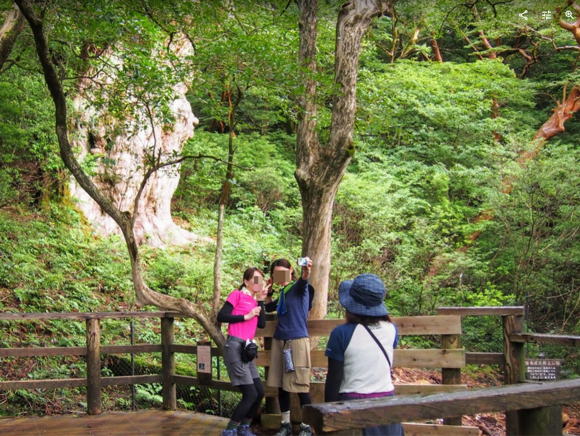 屋久島 樹齢7200年の杉  縄文杉