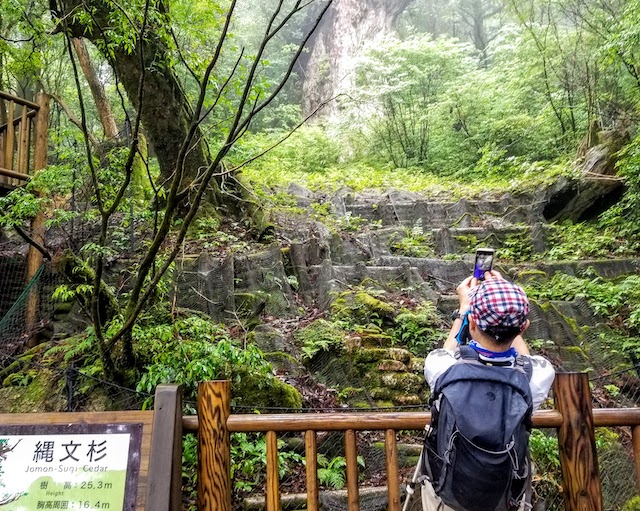 屋久島　縄文杉