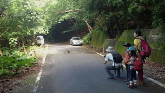 屋久島　西部林道