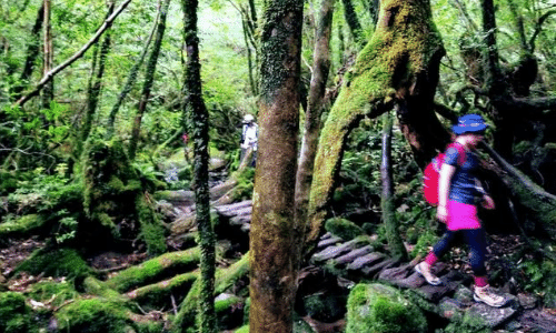 屋久島 もののけ姫の森 白谷雲水峡