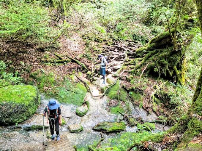 屋久島 縄文杉トレッキングコース