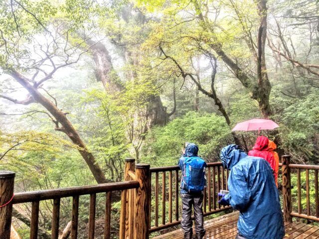 屋久島　雨の縄文杉