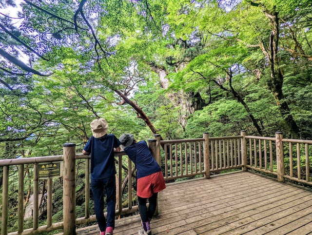 屋久島 縄文杉