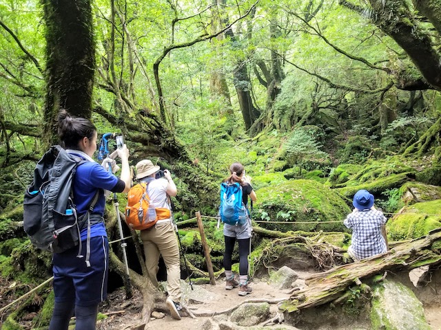 屋久島 白谷雲水峡 苔むす森（もののけ姫の森）