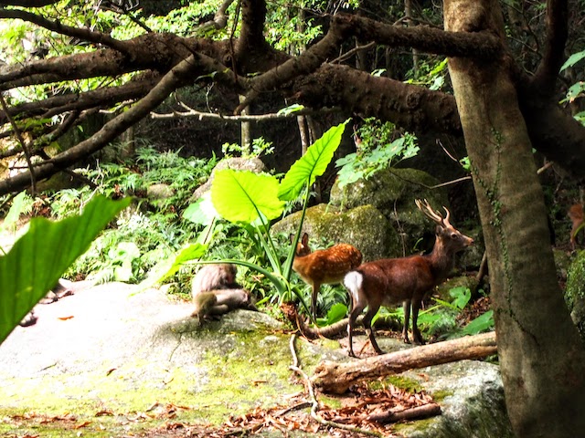 屋久島  シカとサル