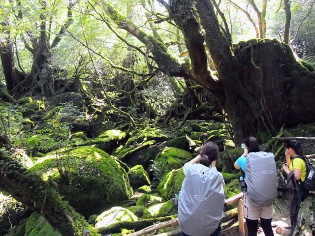 屋久島白谷雲水峡 苔むす森