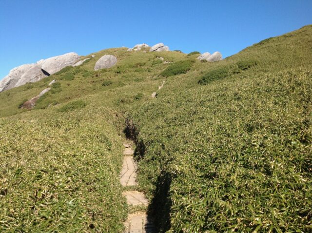 一面の笹原の中を続く細い登山道