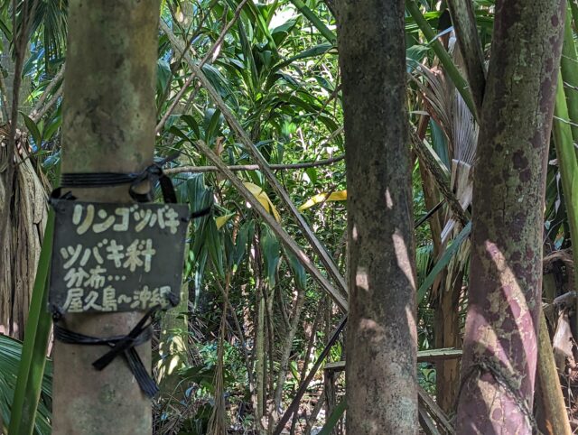 「リンゴツバキ ツバキ科」の名前の札