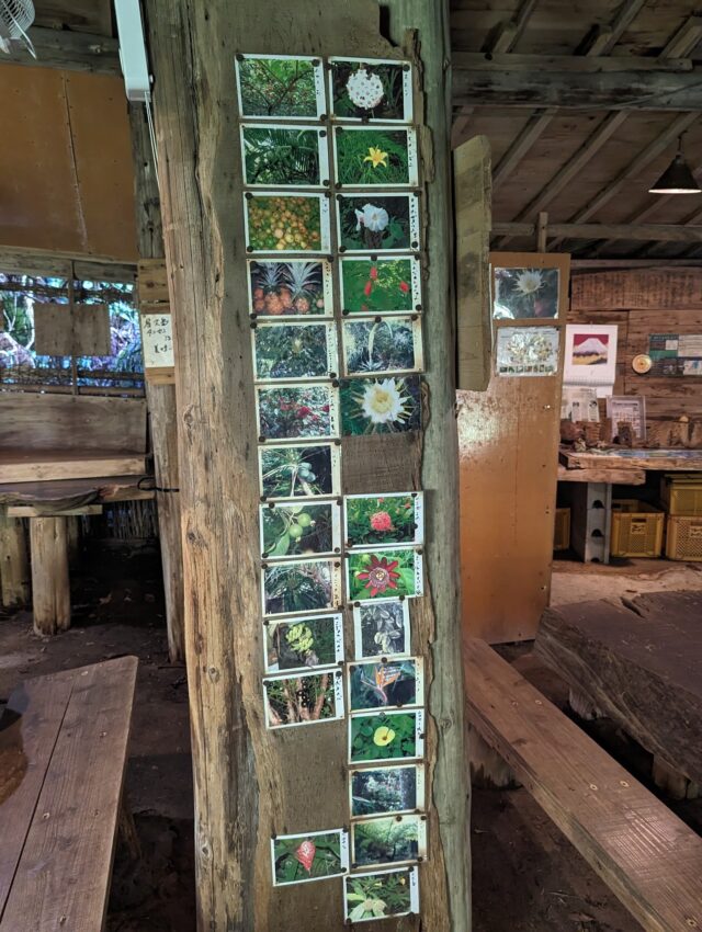 柱に貼られた花の写真