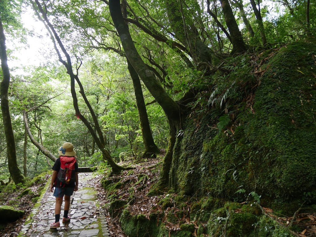 屋久島で 半日でできる観光 のご紹介 ドライブ トレッキング 雨の日 屋久島ファン