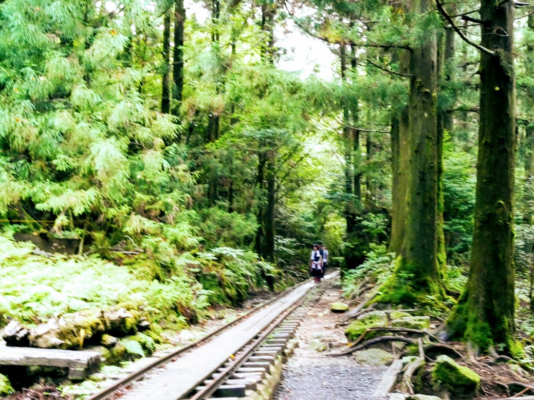 東京から 屋久島の縄文杉への行き方 まとめ 屋久島ファン