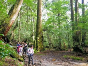 屋久島のgwってどんな感じ 天気 服装 混雑 レンタカー 観光情報をご紹介 屋久島ファン